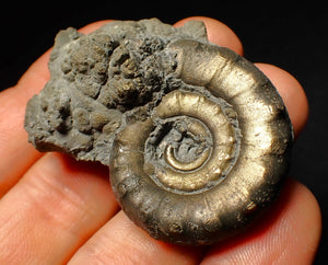 Pyrite Eoderoceras ammonite fossil (52 mm)