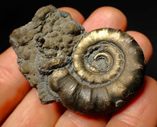 Load image into Gallery viewer, Pyrite Eoderoceras ammonite fossil (52 mm)
