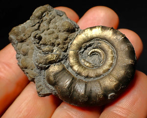 Pyrite Eoderoceras ammonite fossil (52 mm)