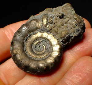 Pyrite Eoderoceras ammonite fossil (52 mm)