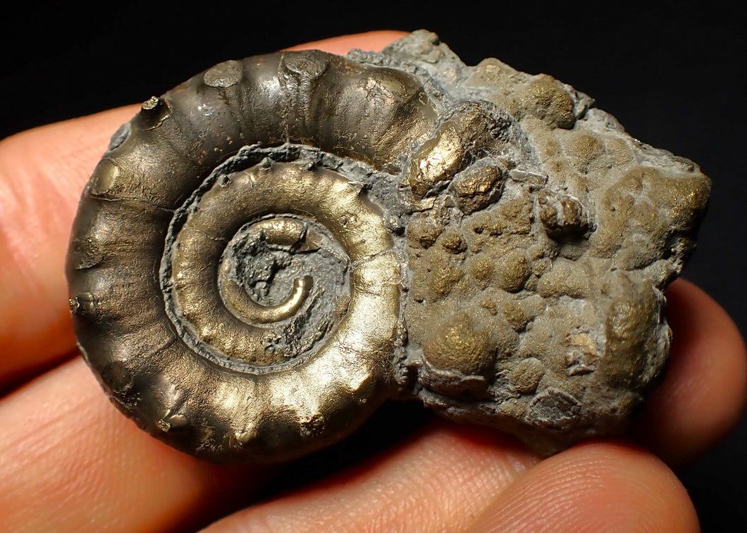 Pyrite Eoderoceras ammonite fossil (52 mm)