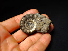 Load image into Gallery viewer, Pyrite Eoderoceras ammonite fossil (52 mm)
