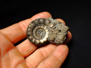 Pyrite Eoderoceras ammonite fossil (52 mm)