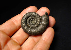 Pyrite Eoderoceras ammonite fossil (43 mm)