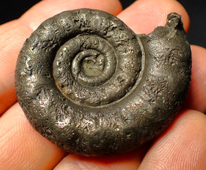 Pyrite Eoderoceras ammonite fossil (43 mm)