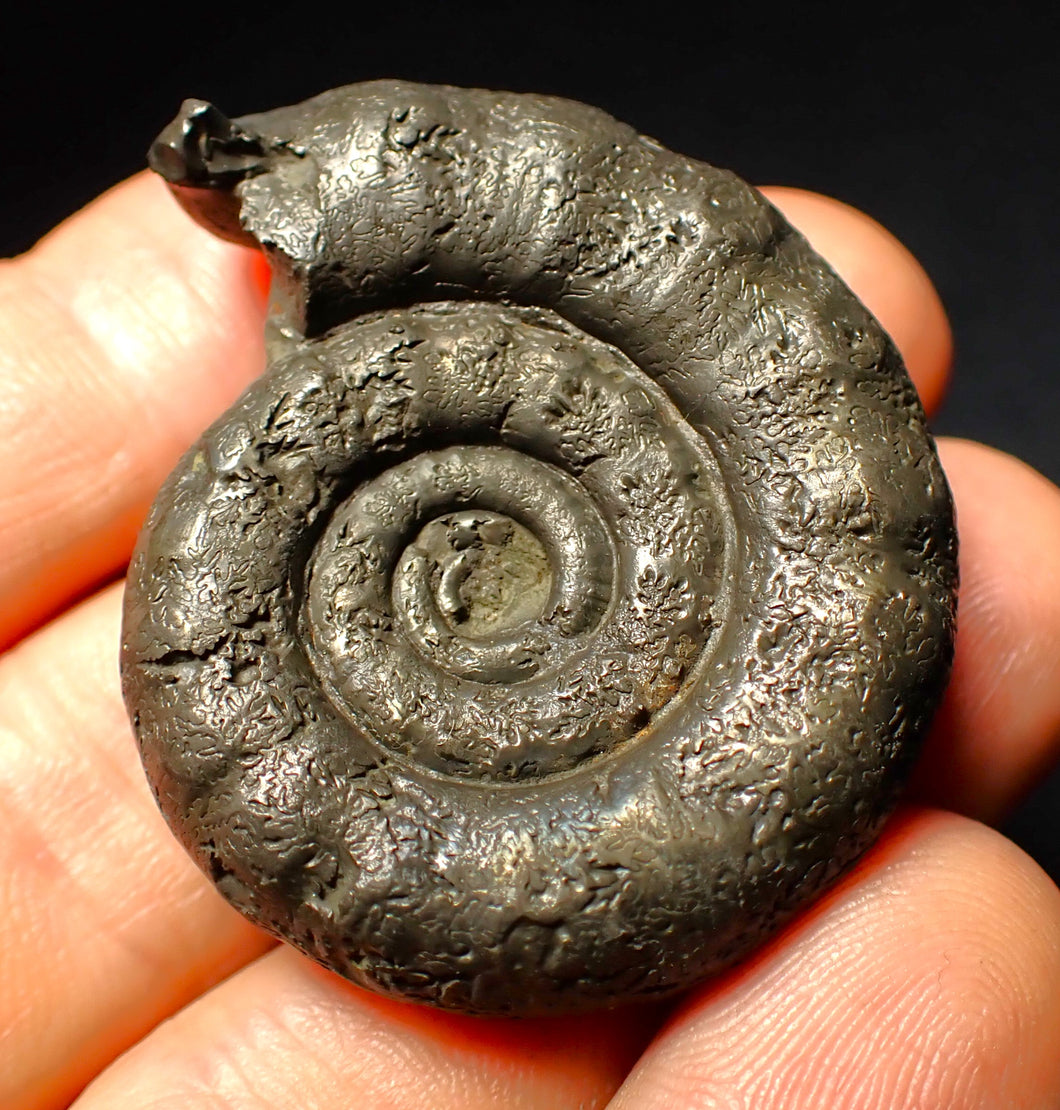 Pyrite Eoderoceras ammonite fossil (43 mm)