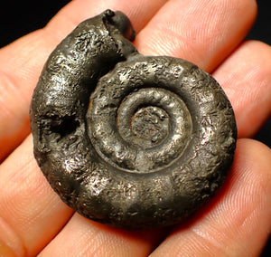 Pyrite Eoderoceras ammonite fossil (43 mm)