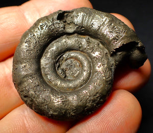 Pyrite Eoderoceras ammonite fossil (43 mm)