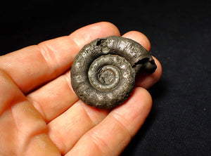 Pyrite Eoderoceras ammonite fossil (43 mm)