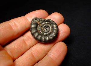 Pyrite Eoderoceras ammonite fossil (33 mm)