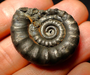 Pyrite Eoderoceras ammonite fossil (33 mm)