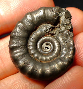 Pyrite Eoderoceras ammonite fossil (33 mm)