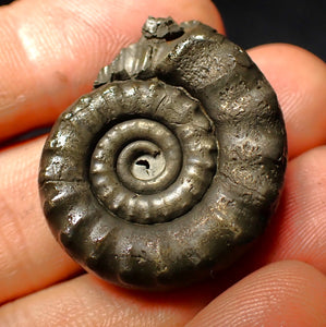 Pyrite Eoderoceras ammonite fossil (33 mm)