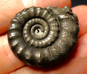 Pyrite Eoderoceras ammonite fossil (33 mm)