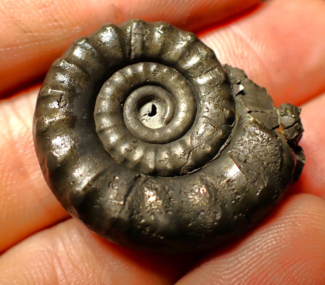 Pyrite Eoderoceras ammonite fossil (33 mm)