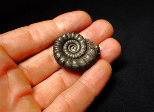 Pyrite Eoderoceras ammonite fossil (33 mm)