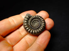 Load image into Gallery viewer, Pyrite Echioceras ammonite fossil (35 mm)
