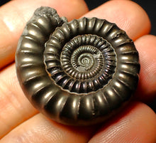 Load image into Gallery viewer, Pyrite Echioceras ammonite fossil (35 mm)
