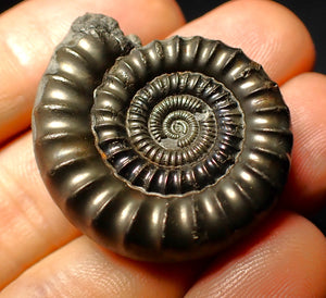 Pyrite Echioceras ammonite fossil (35 mm)