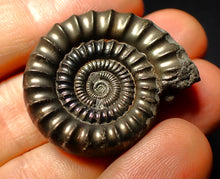 Load image into Gallery viewer, Pyrite Echioceras ammonite fossil (35 mm)
