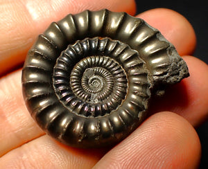 Pyrite Echioceras ammonite fossil (35 mm)