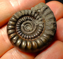 Load image into Gallery viewer, Pyrite Echioceras ammonite fossil (35 mm)
