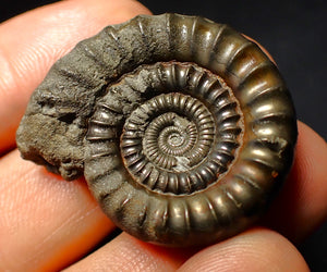 Pyrite Echioceras ammonite fossil (35 mm)