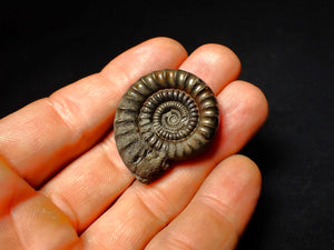 Pyrite Echioceras ammonite fossil (35 mm)