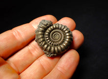 Load image into Gallery viewer, Pyrite Echioceras ammonite fossil (37 mm)
