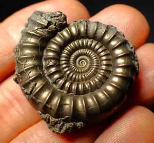 Pyrite Echioceras ammonite fossil (37 mm)