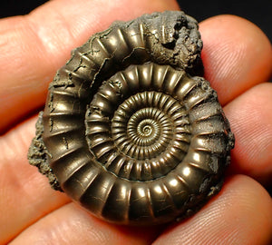 Pyrite Echioceras ammonite fossil (37 mm)