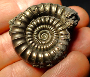 Pyrite Echioceras ammonite fossil (37 mm)