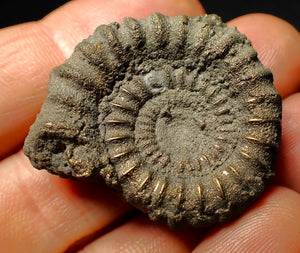 Pyrite Echioceras ammonite fossil (37 mm)