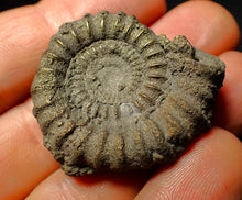 Load image into Gallery viewer, Pyrite Echioceras ammonite fossil (37 mm)
