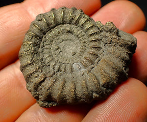 Pyrite Echioceras ammonite fossil (37 mm)