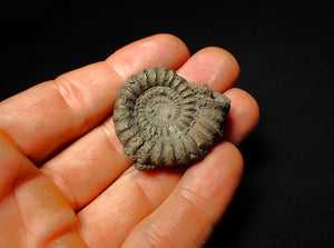 Pyrite Echioceras ammonite fossil (37 mm)