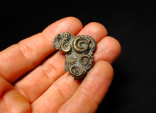 Load image into Gallery viewer, Full pyrite multi-ammonite fossil (33 mm)
