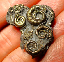 Load image into Gallery viewer, Full pyrite multi-ammonite fossil (33 mm)
