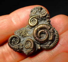 Load image into Gallery viewer, Full pyrite multi-ammonite fossil (33 mm)
