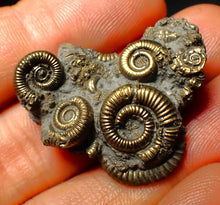 Load image into Gallery viewer, Full pyrite multi-ammonite fossil (33 mm)
