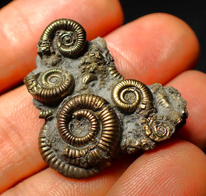 Full pyrite multi-ammonite fossil (33 mm)