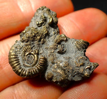 Load image into Gallery viewer, Full pyrite multi-ammonite fossil (33 mm)
