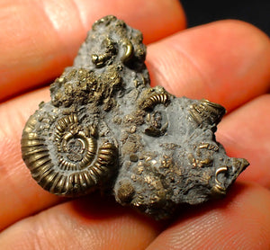 Full pyrite multi-ammonite fossil (33 mm)