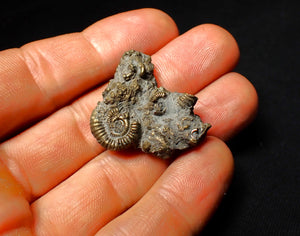 Full pyrite multi-ammonite fossil (33 mm)