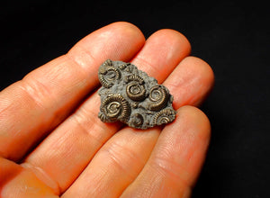 Full pyrite multi-ammonite fossil (31 mm)