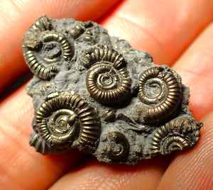 Full pyrite multi-ammonite fossil (31 mm)