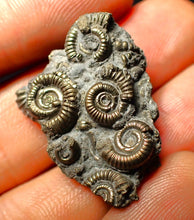 Load image into Gallery viewer, Full pyrite multi-ammonite fossil (31 mm)
