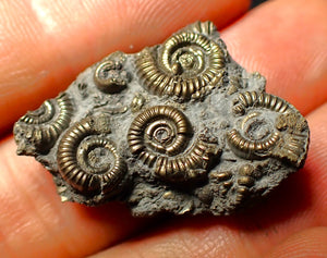 Full pyrite multi-ammonite fossil (31 mm)