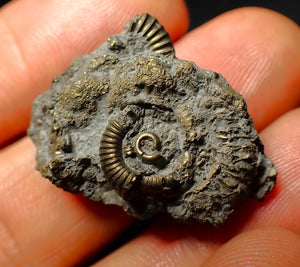 Full pyrite multi-ammonite fossil (31 mm)