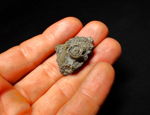 Full pyrite multi-ammonite fossil (31 mm)